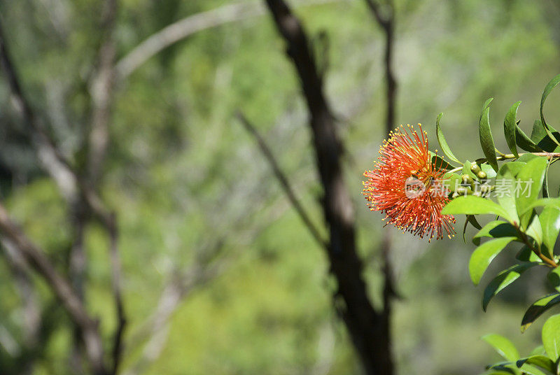 南方文Rātā(Metrosideros umbellata)